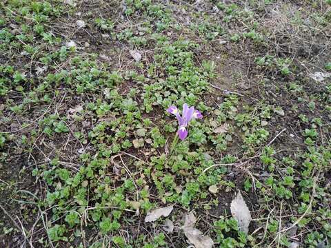 Слика од Iris kolpakowskiana subsp. kolpakowskiana