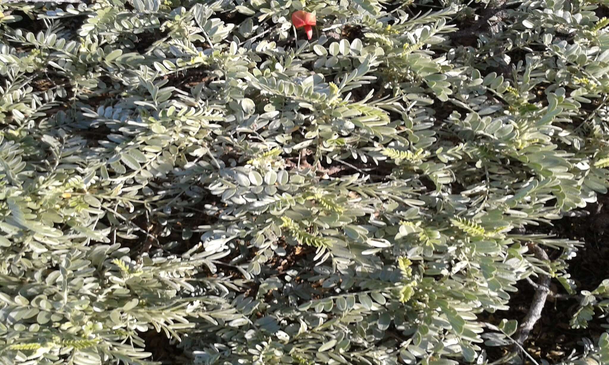 Image of Oahu riverhemp