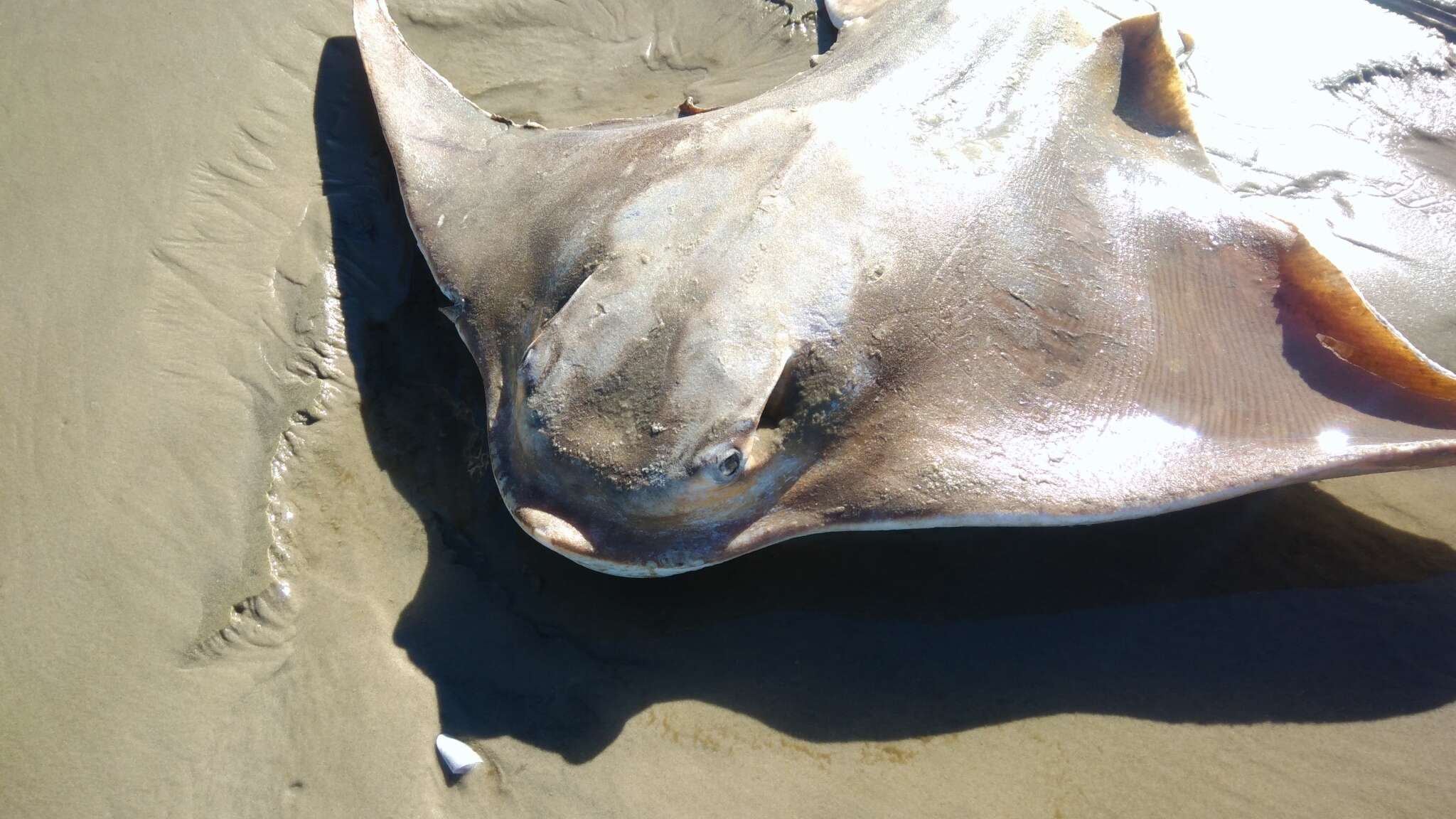 Image of Southern Eagle Ray