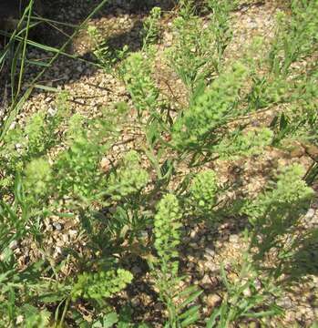 Image de Lepidium austrinum Small