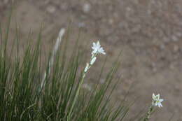 Imagem de Ornithogalum paludosum Baker