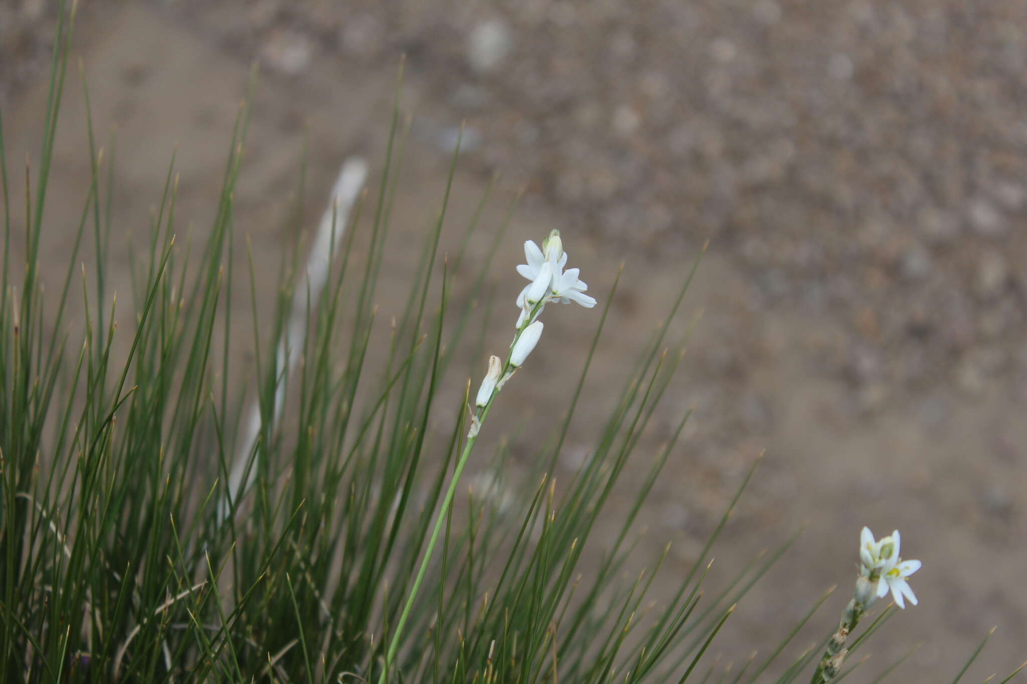 Imagem de Ornithogalum paludosum Baker