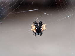 Image of Gasteracantha mediofusca (Doleschall 1859)