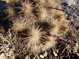 Image of Echinocereus occidentalis subsp. breckwoldtiorum