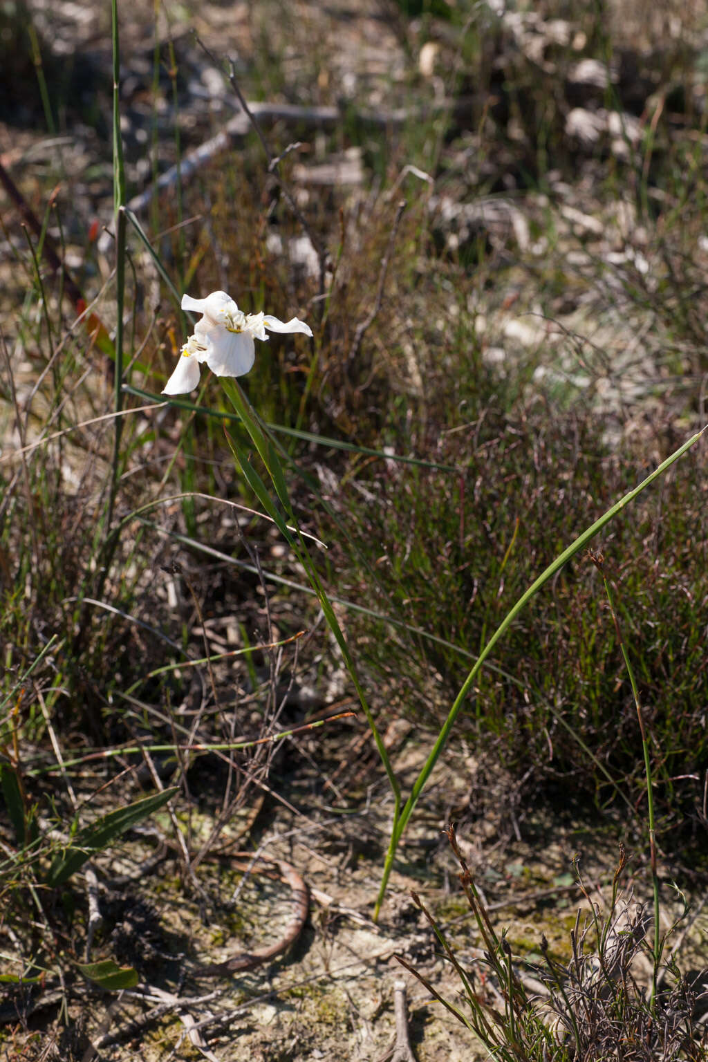 Image of Moraea cantharophila Goldblatt & J. C. Manning