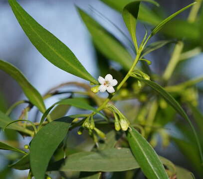 Image of Myoporum tenuifolium G. Forster