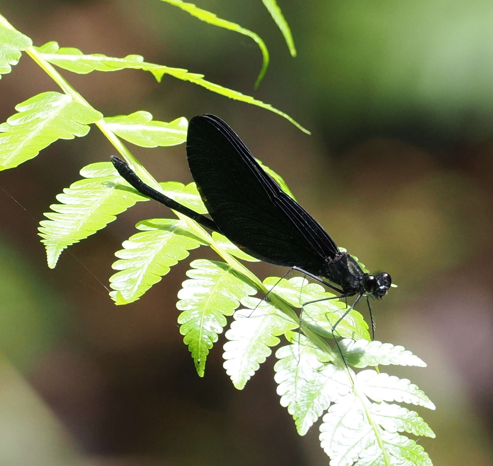 Слика од Matronoides cyaneipennis (Förster 1897)