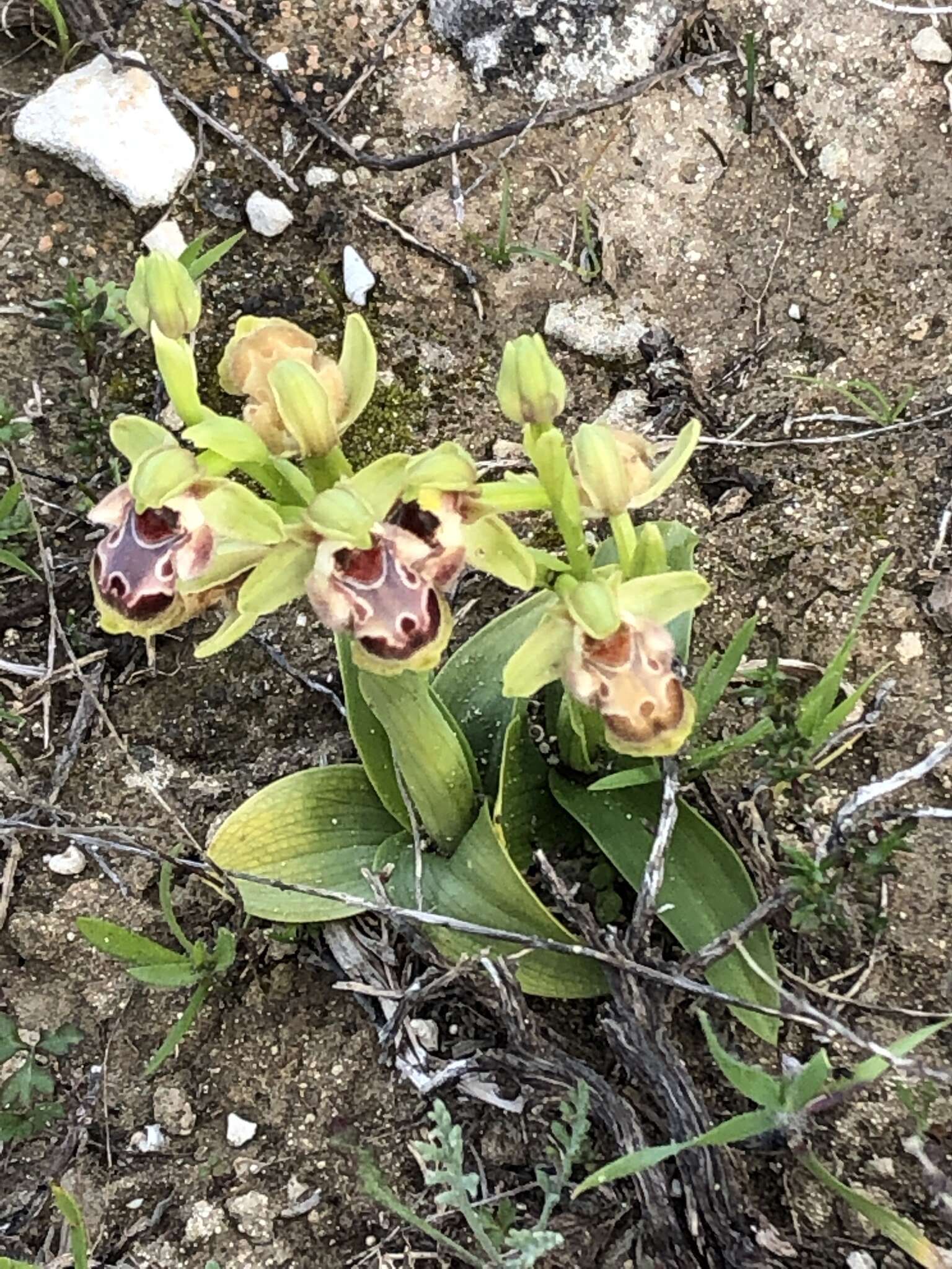 Image of Ophrys umbilicata subsp. flavomarginata (Renz) Faurh.