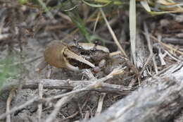 Image of Leptuca subcylindrica (Stimpson 1859)