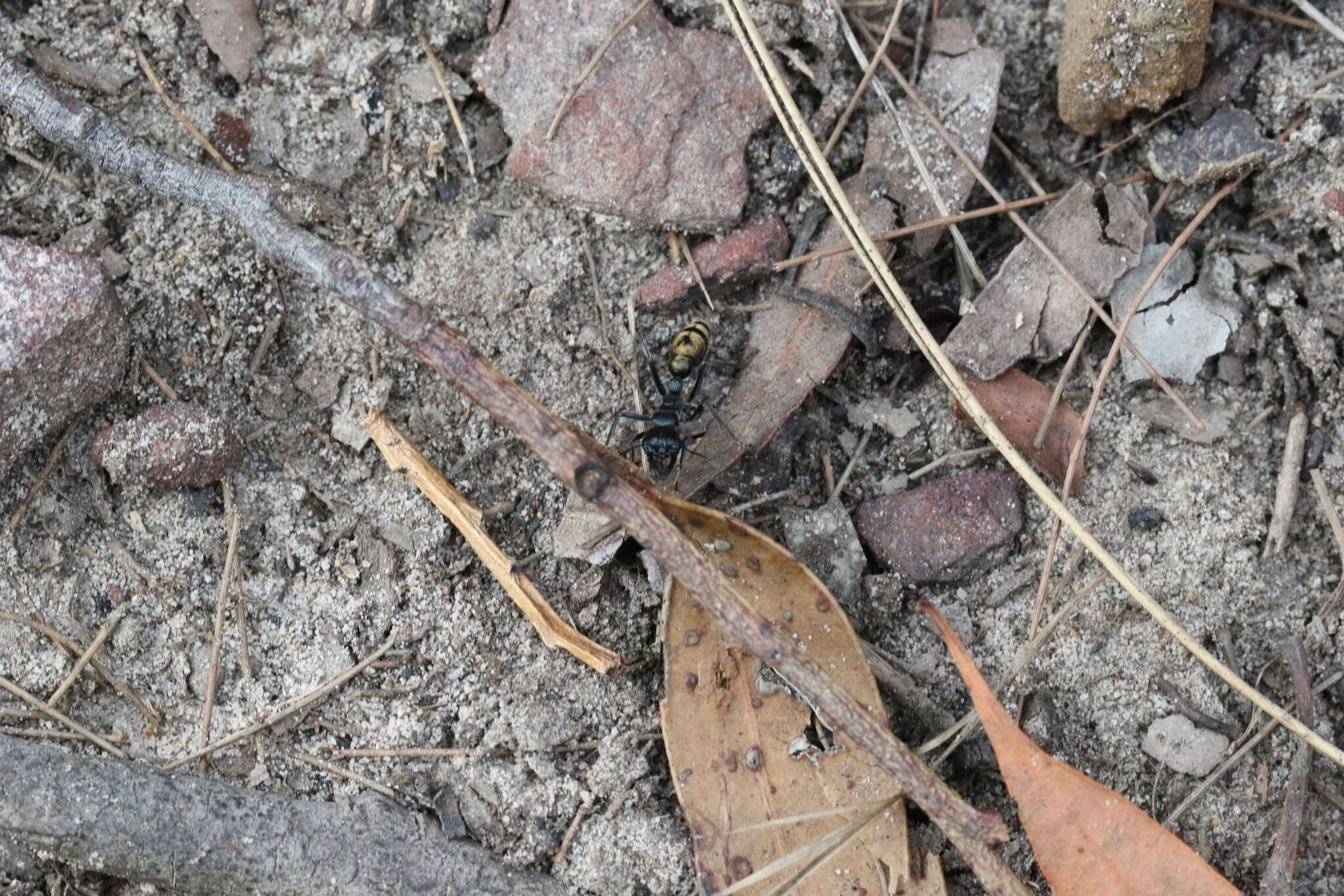 Image of Myrmecia piliventris Smith 1858