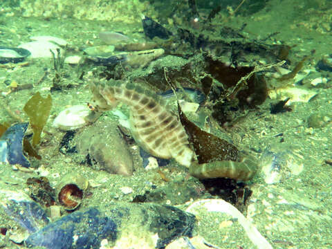 Image of Big-belly Seahorse