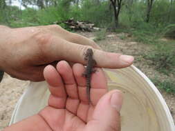 Image of Borelli's Marked Gecko