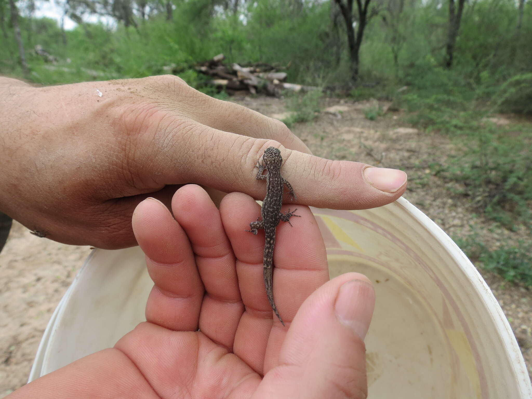 Image of Borelli's Marked Gecko