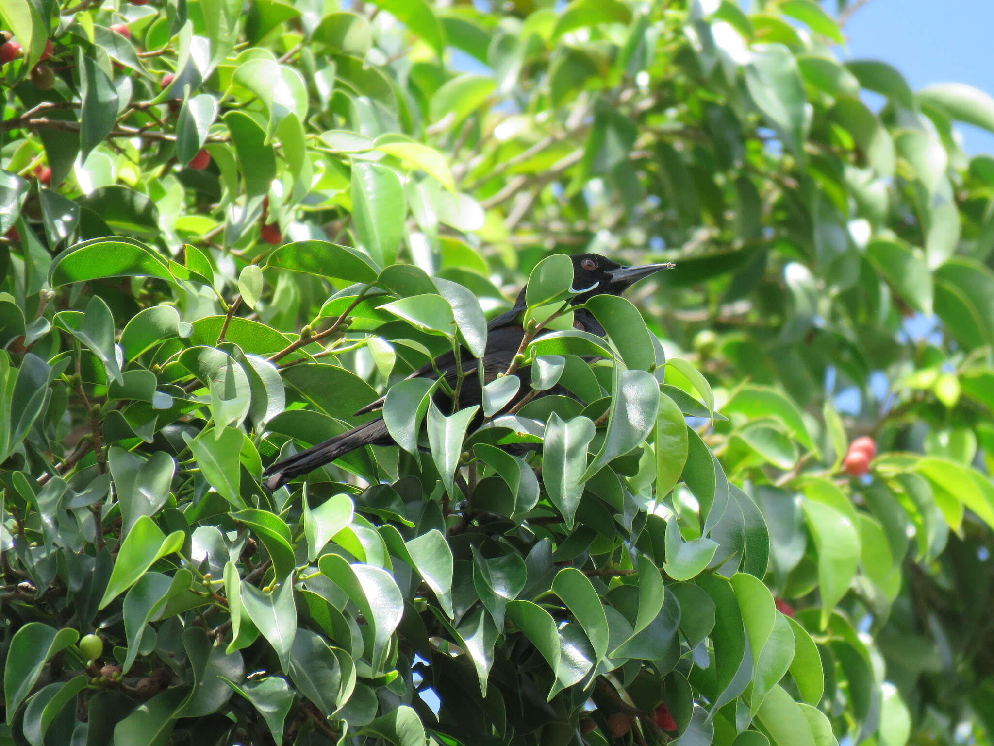 Image of Variable Oriole