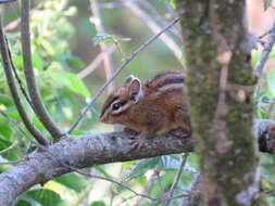 Image of Allen’s Chipmunk