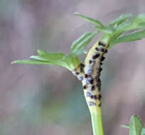 Image de Puccinia tumida Grev. 1824