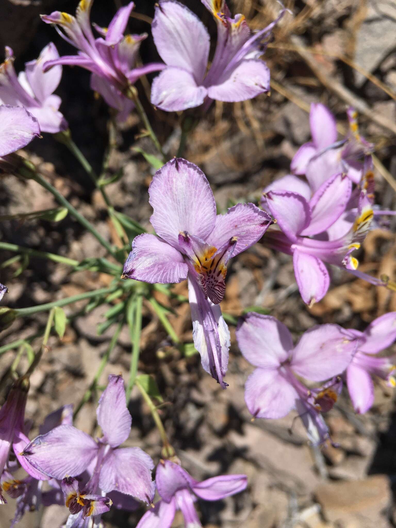 Image of Alstroemeria zoellneri Ehr. Bayer