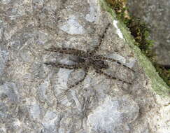 Image of Dolomedes tenebrosus Hentz 1844