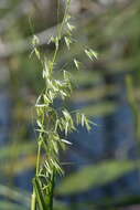 Image of Northern Wild Rice