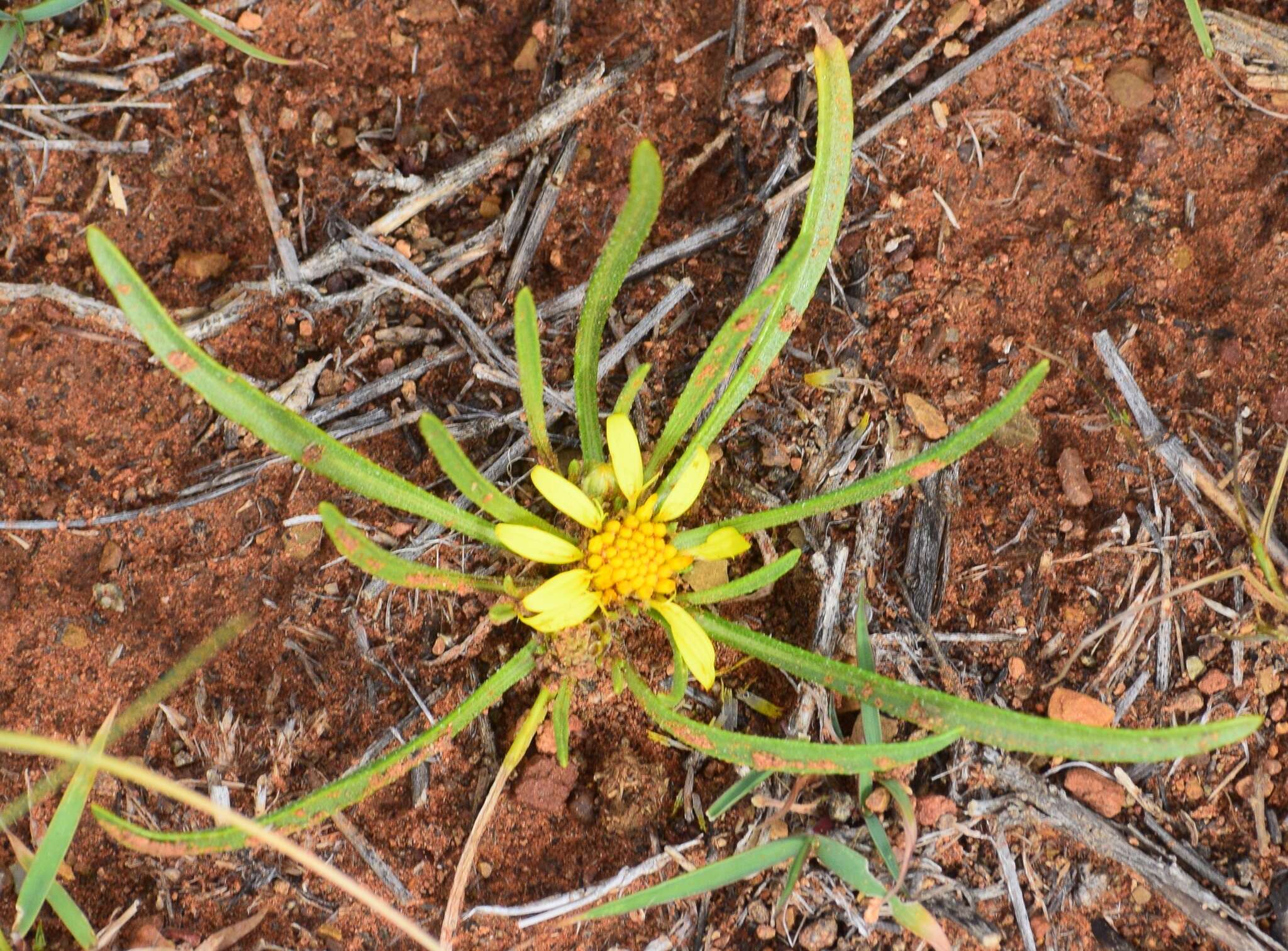 Plancia ëd Geigeria ornativa var. filifolia (Mattf.) S. Ortiz & Rodr. Oubiña