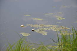 Image de Nymphaea candida C. Presl