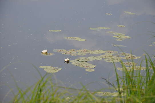 Image of Nymphaea candida C. Presl