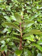 Image of Gaultheria paniculata B, L. Burtt & A. W. Hill