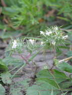 Image de Navarretia intertexta subsp. intertexta