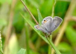 صورة Euchrysops malathana (Boisduval 1833)