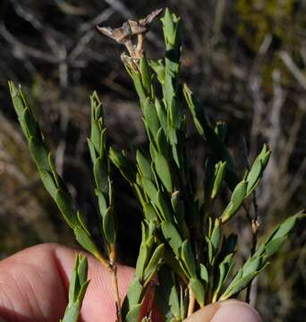 Plancia ëd <i>Liparia myrtifolia</i>