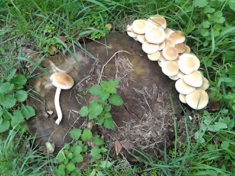 Cyclocybe aegerita (V. Brig.) Vizzini 2014 resmi