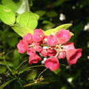 Image of Aeschynanthus hians C. B. Clarke