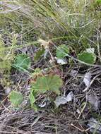 Image of Pelargonium elegans (Andr.) Willd.