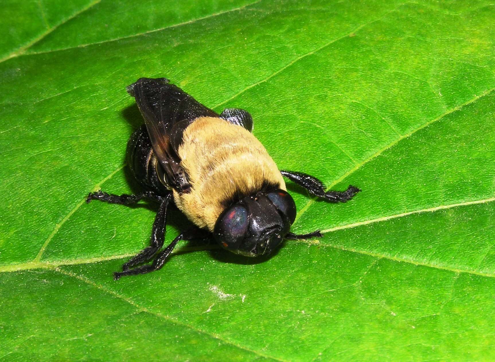 Sivun Cuterebra abdominalis Swenk 1905 kuva