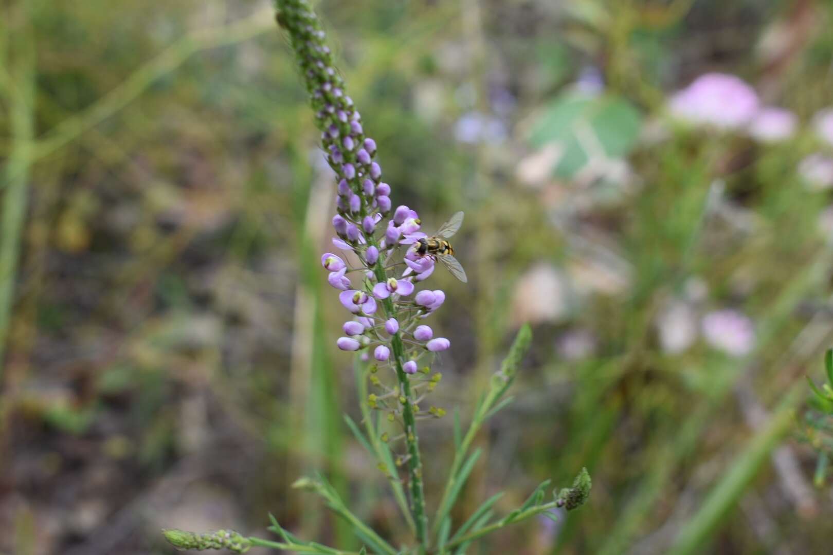 Sivun Comesperma virgatum Labill. kuva