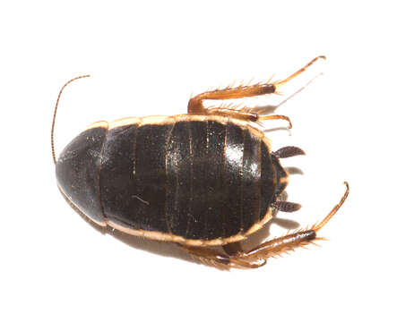 Image of Loboptera