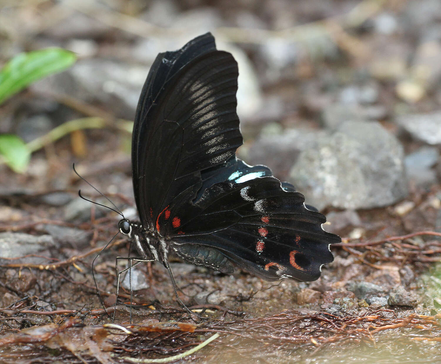 Sivun Papilio mayo Atkinson 1873 kuva