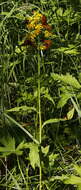 Image of Solidago spiraeifolia var. cuprea (Juz.) V. Yu. Barkalov