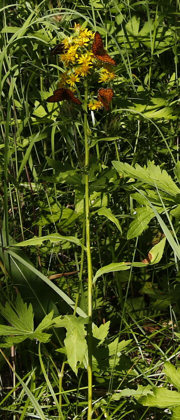 Image of Solidago spiraeifolia var. cuprea (Juz.) V. Yu. Barkalov