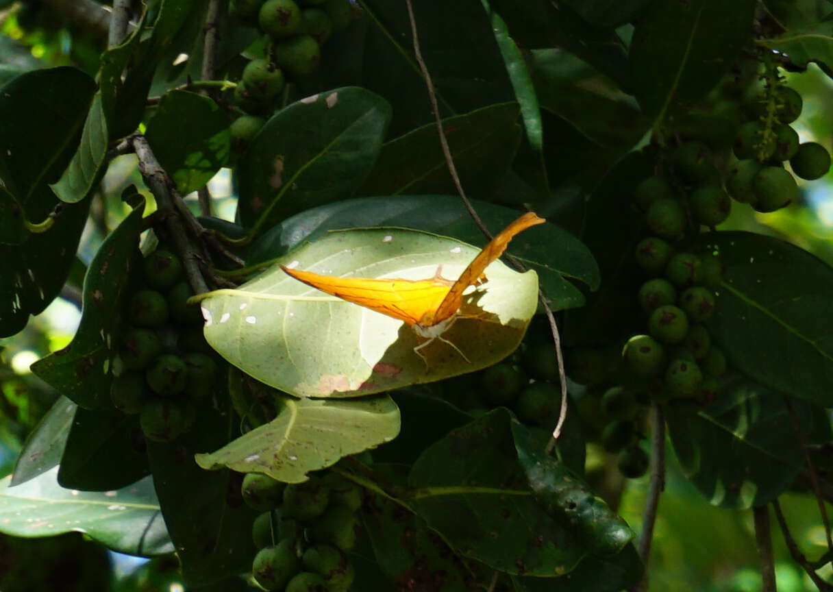 Image of Ruddy Daggerwing