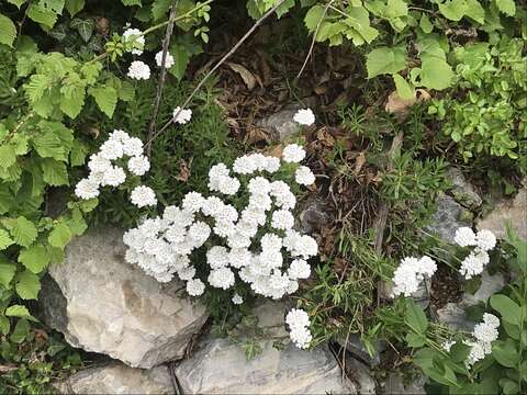 Imagem de Iberis sempervirens L.