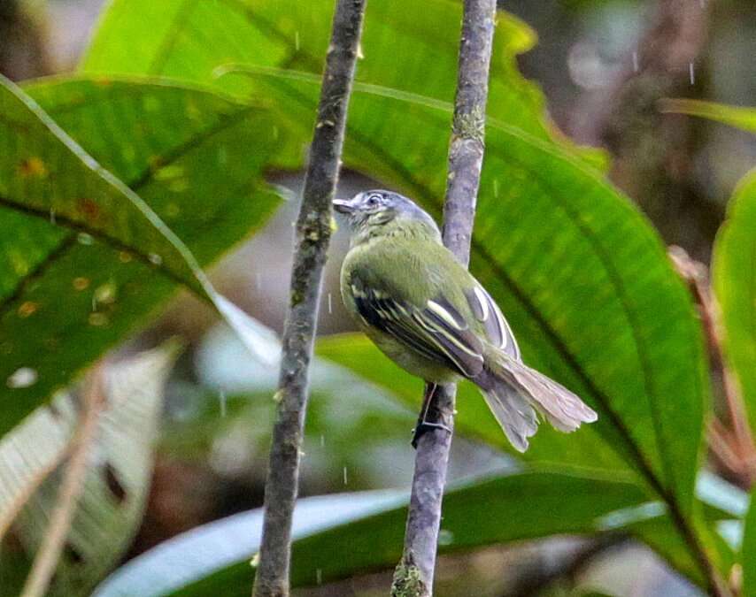 Pogonotriccus orbitalis (Cabanis 1873) resmi