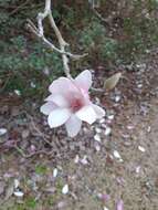 Image of Saucer magnolia