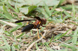 Image of Polistes annularis (Linnaeus 1763)