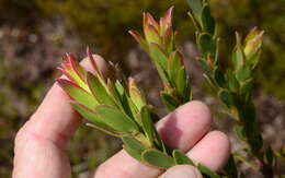 Image of Leucadendron stelligerum I. Williams