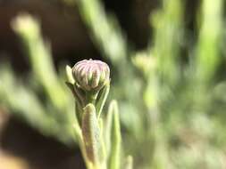 Image of rockloving erigeron