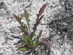 Imagem de Brassica elongata subsp. pinnatifida (Schmalh.) Greuter & Burdet
