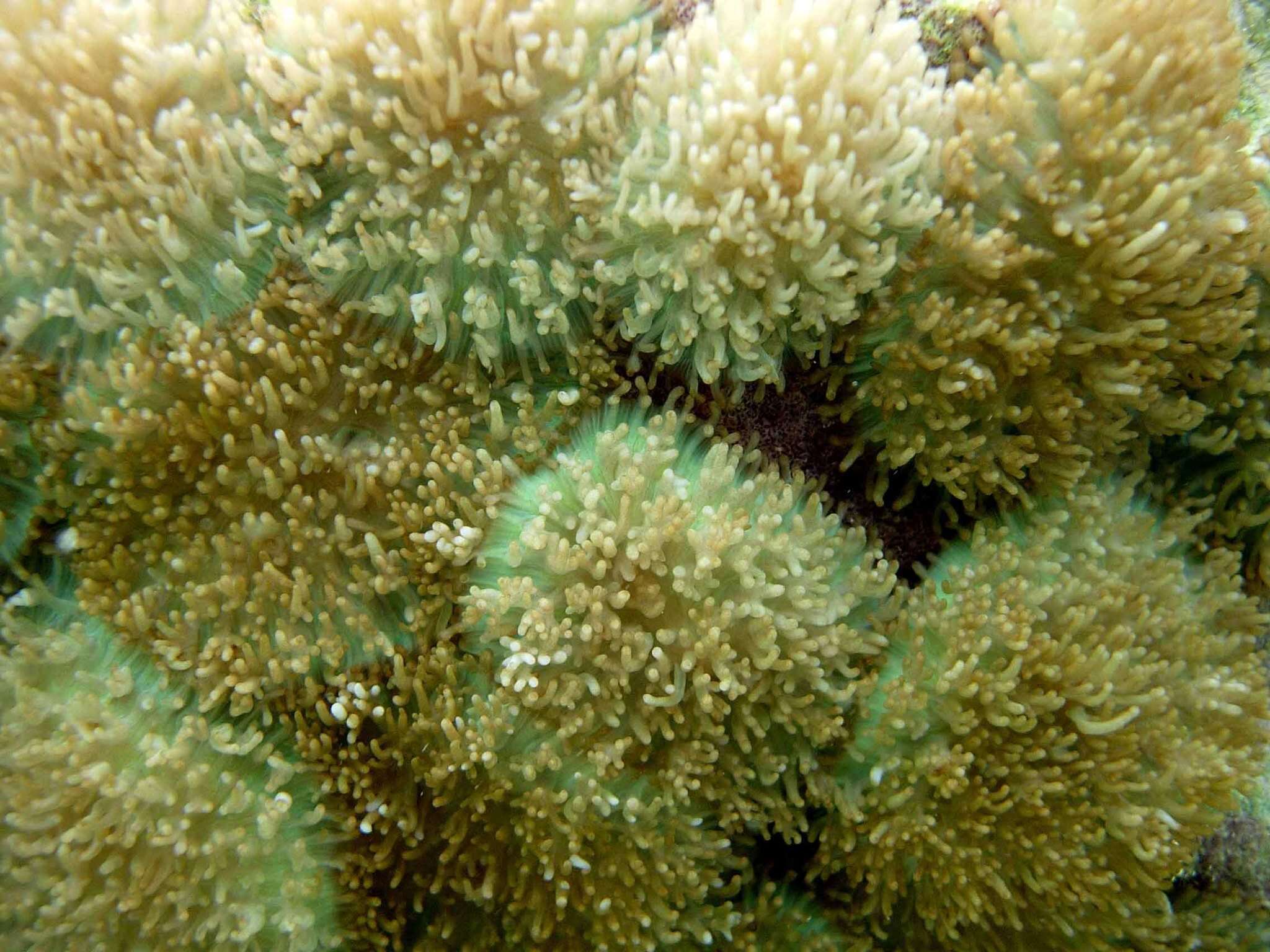 Image of red-mouth mushroom anemone