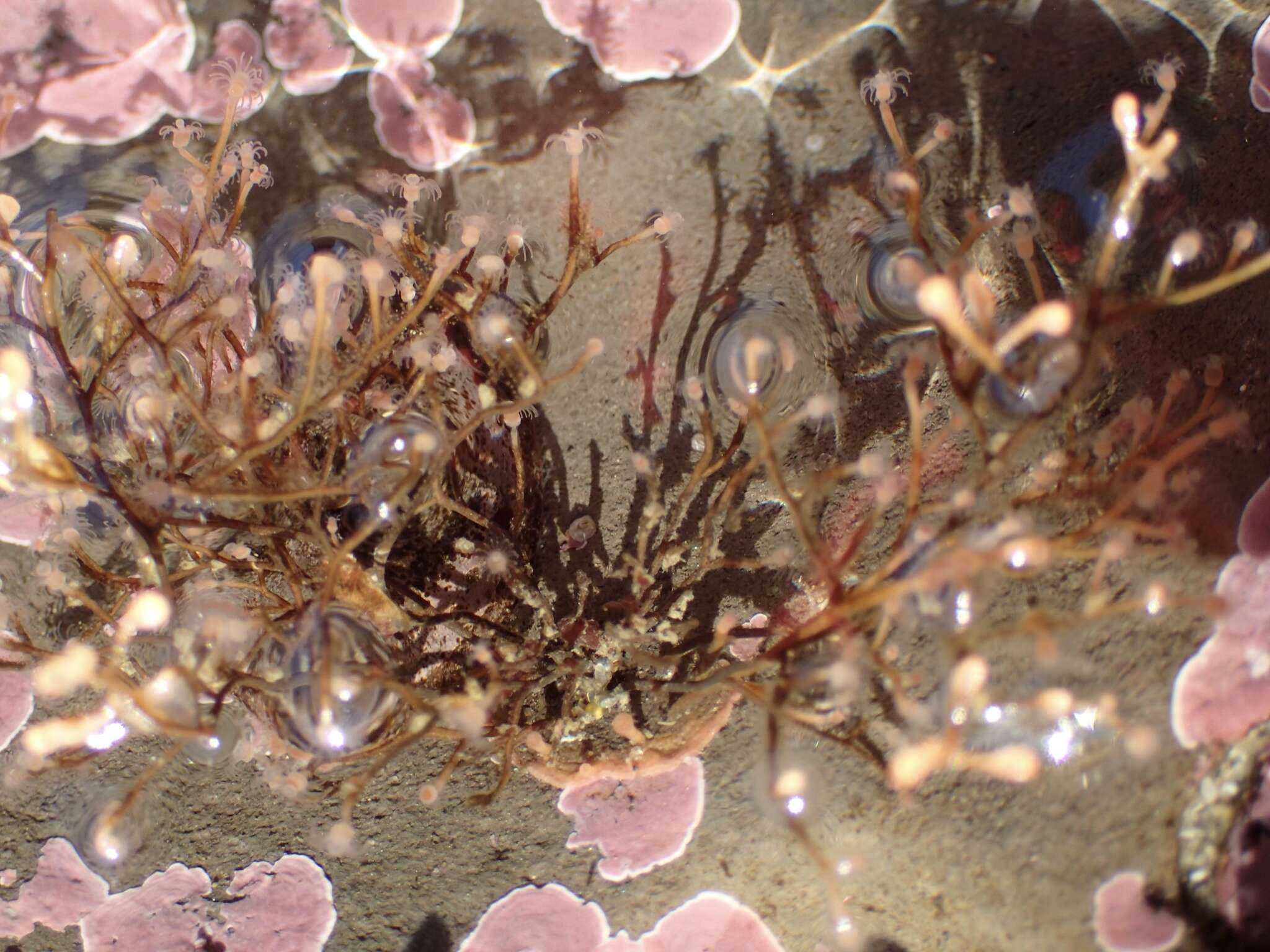 Image of California stickhydroid