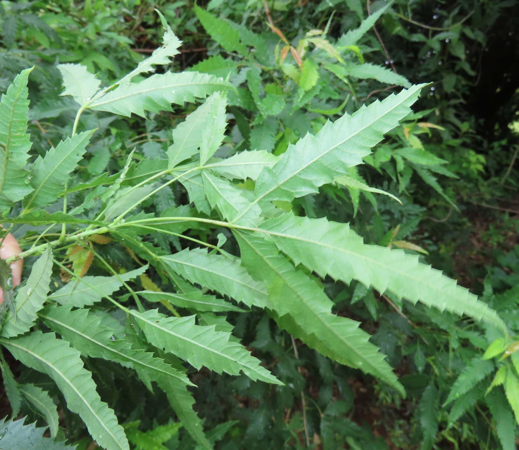 Image of African poison oak